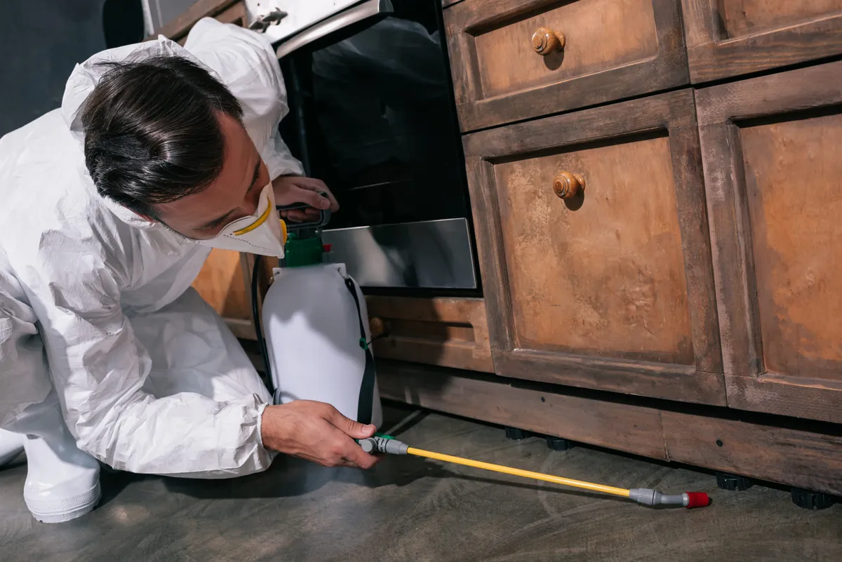 Pest technician treating under kitchen cupboards in a South West Sydney home