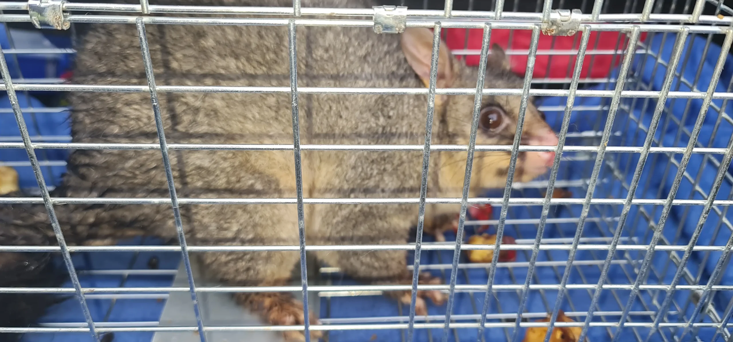 Brushtail possum safely caught in a cage trap by Professional Pest Solutions